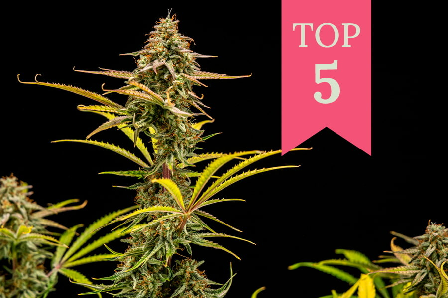 Top 5 Giggly Strains of 2025