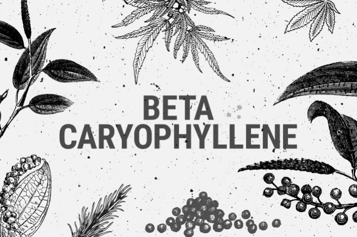 Beta-Caryophyllene: A Terpene Against Anxiety And Depression?