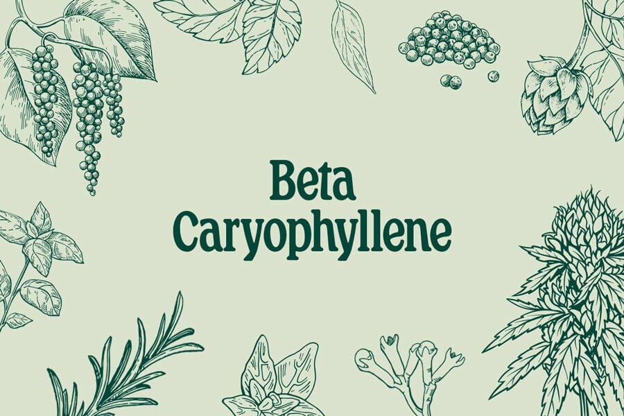 Beta-Caryophyllene: A Terpene Against Anxiety And Depression?