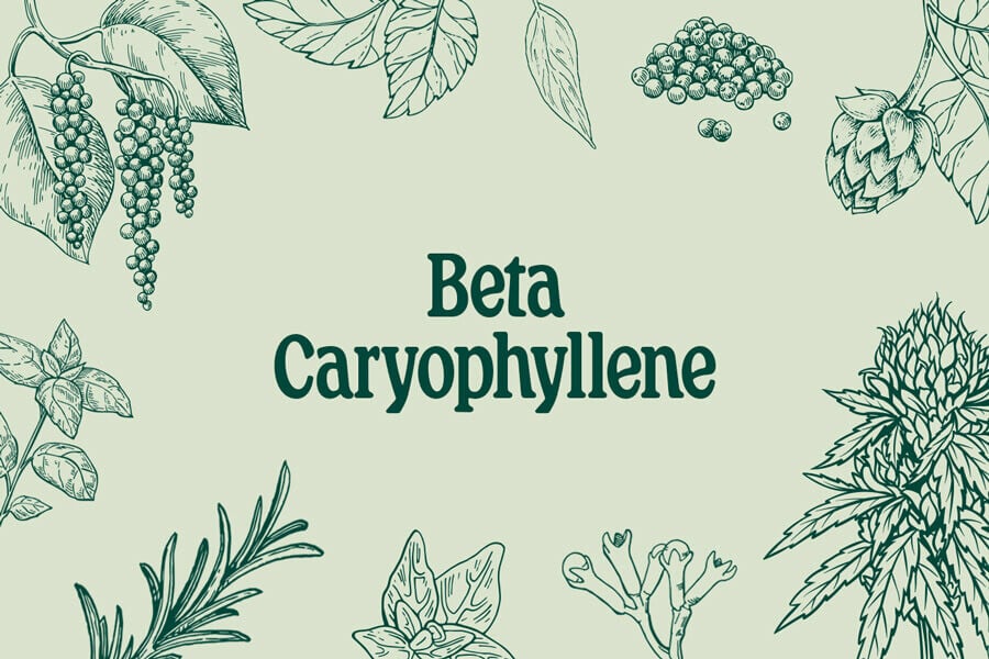 Beta-Caryophyllene: Both Terpene & Cannabinoid