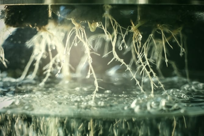 A Guide On Cannabis Nutrients For Hydroponic Systems