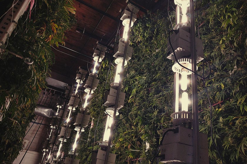 What Is Vertical Cannabis Cultivation?