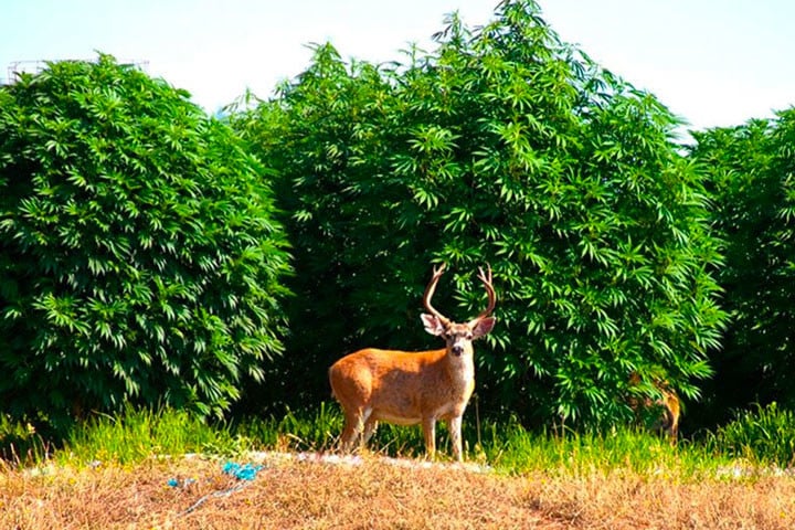 Humboldt County, The Hub Of Cannabis Growth