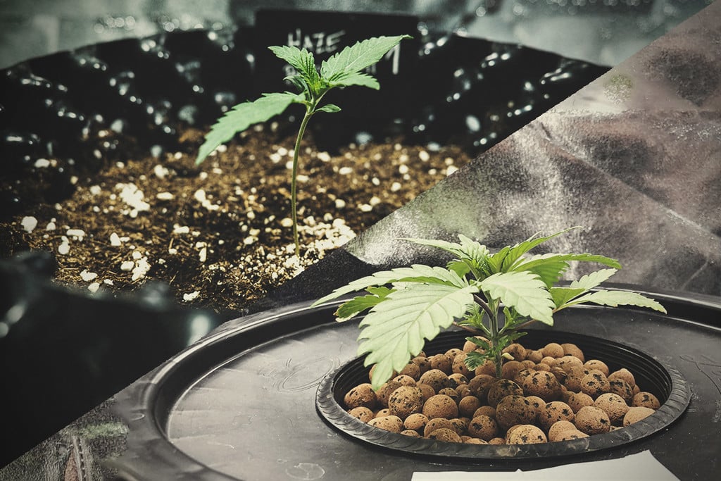 Hydroponic vs Soil Cannabis Cultivation