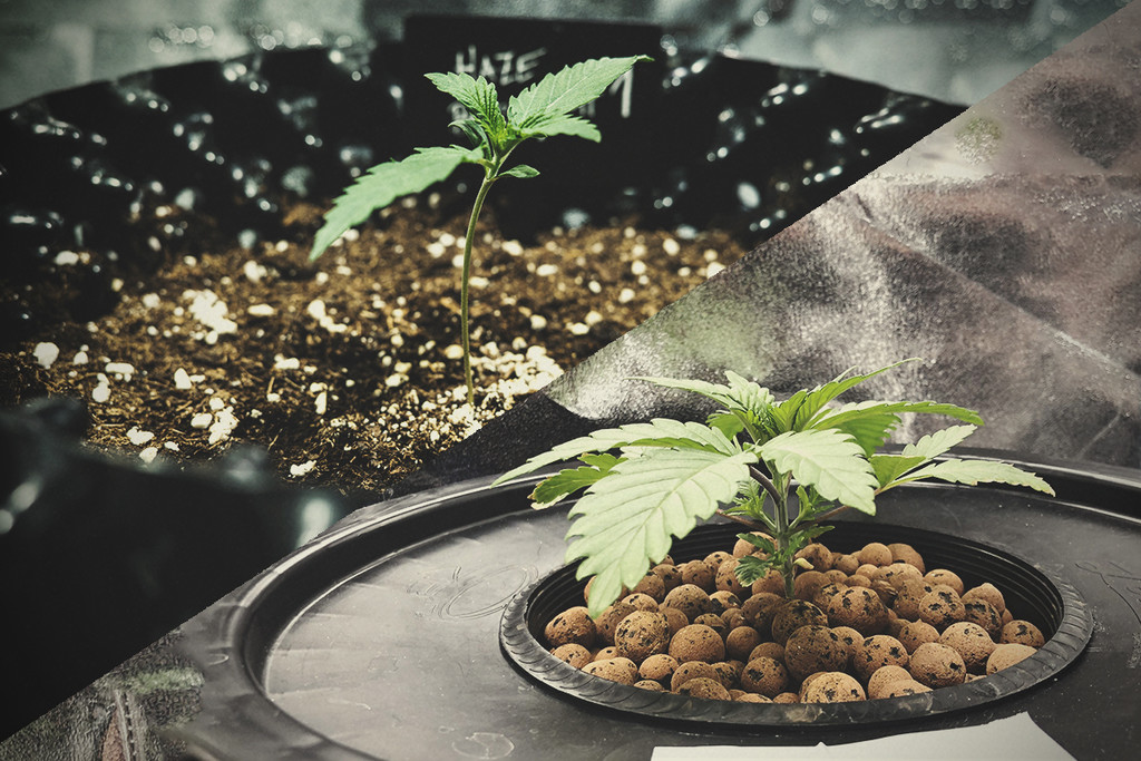 Hydroponic vs Soil Cannabis Cultivation
