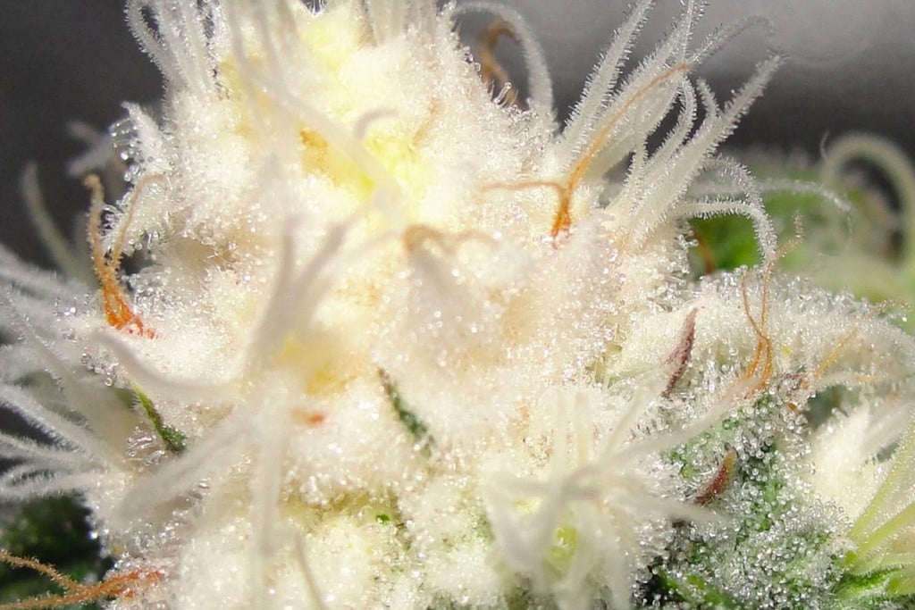 white weed flower