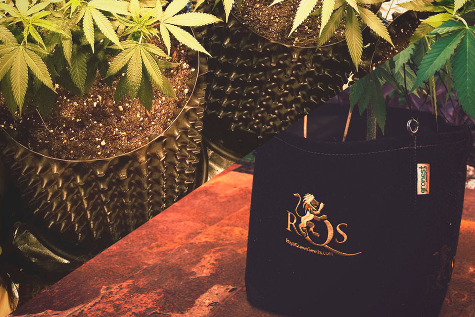 Can AirPots And Smart Pots Increase Cannabis Yield? RQS Blog