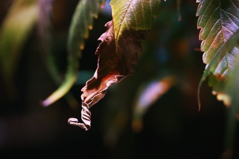 How to Prevent and Treat Dry and Crispy Cannabis Leaves