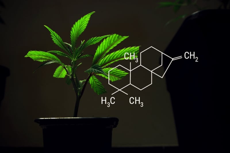Cannabis Clones And Rooting Hormones