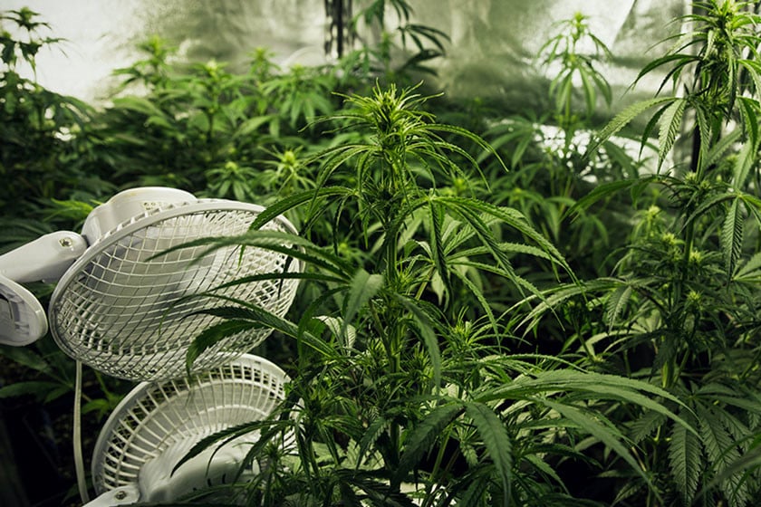 Complete Ventilation Guide for Your Cannabis Grow Room - RQS Blog