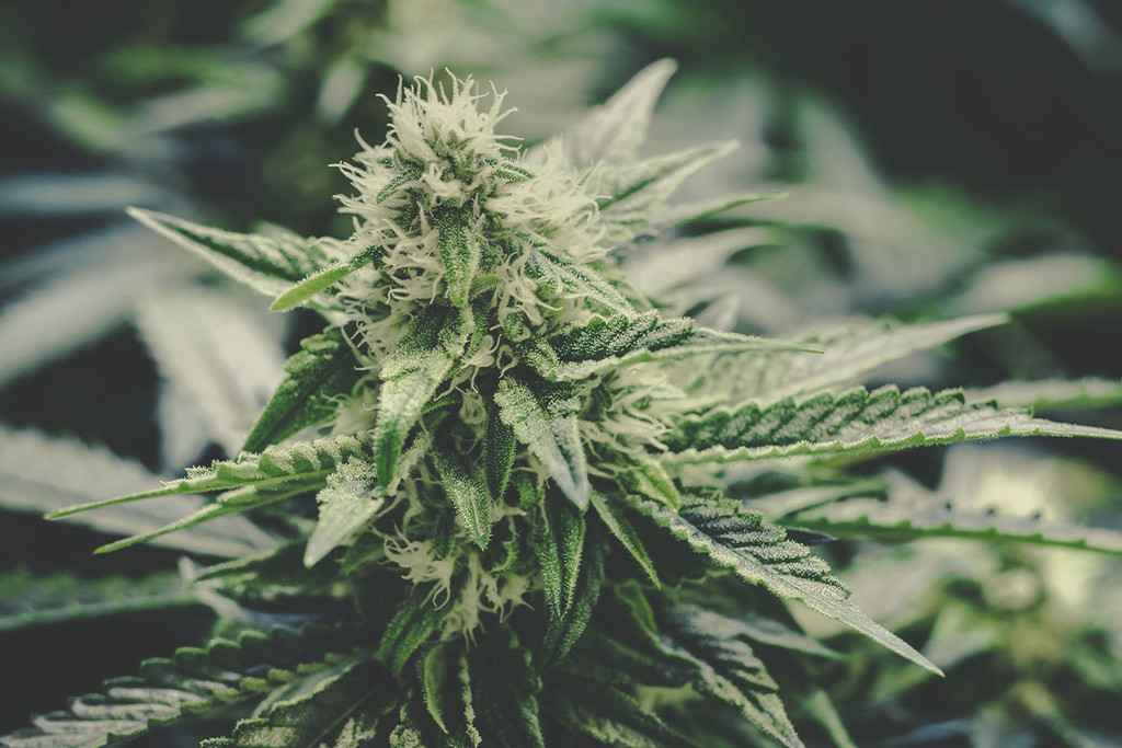 Medical Cannabis: 10 Pros And Cons Of Medicinal Marijuana - RQS Blog