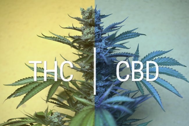 Cannabis effects: Why Weed Gets You High - RQS Blog