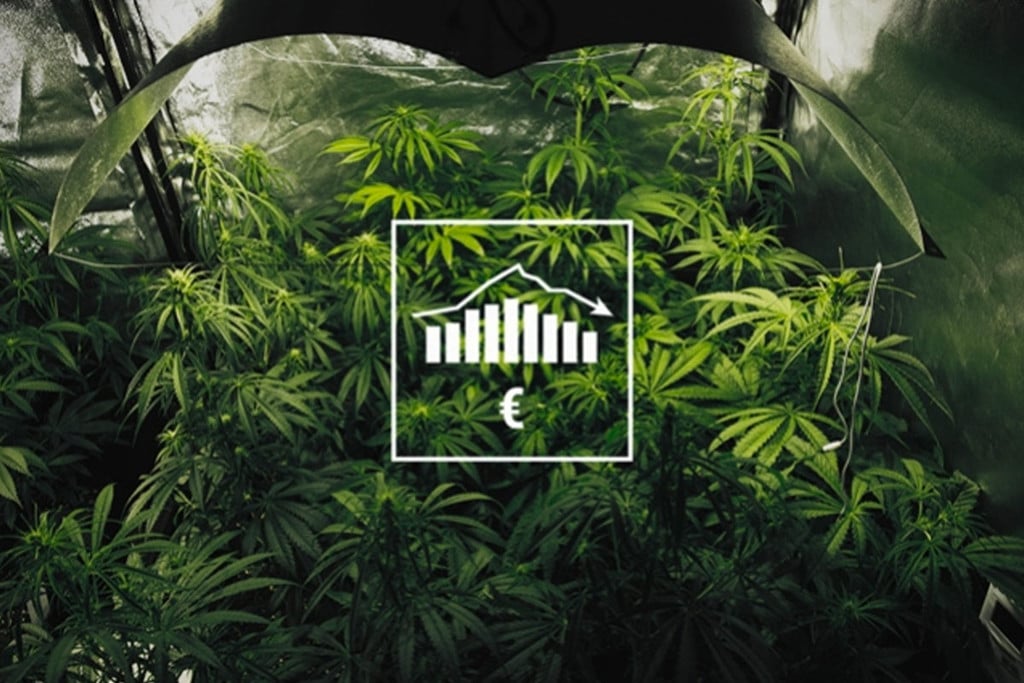 How to Grow Weed on a Budget: Indoors and Outdoors