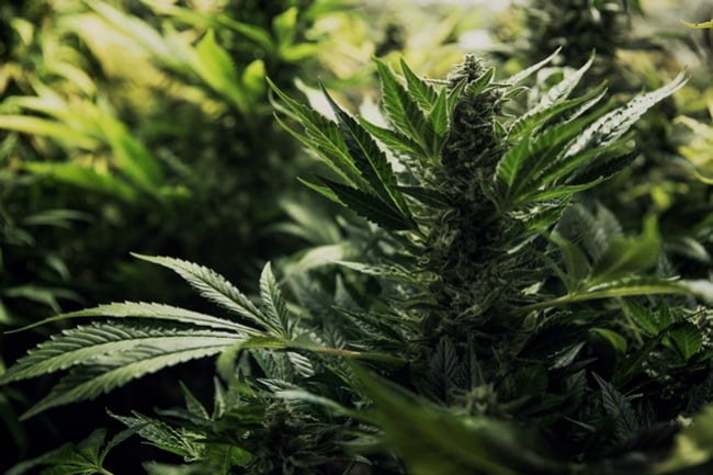 What Are Hybrid Cannabis Strains & How Are They Created? - RQS Blog