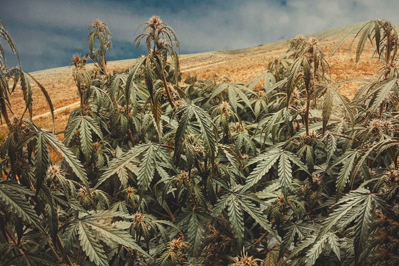 How To Grow Cannabis In Drought Conditions