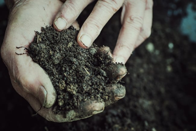 How To Save Money By Reusing Old Soil