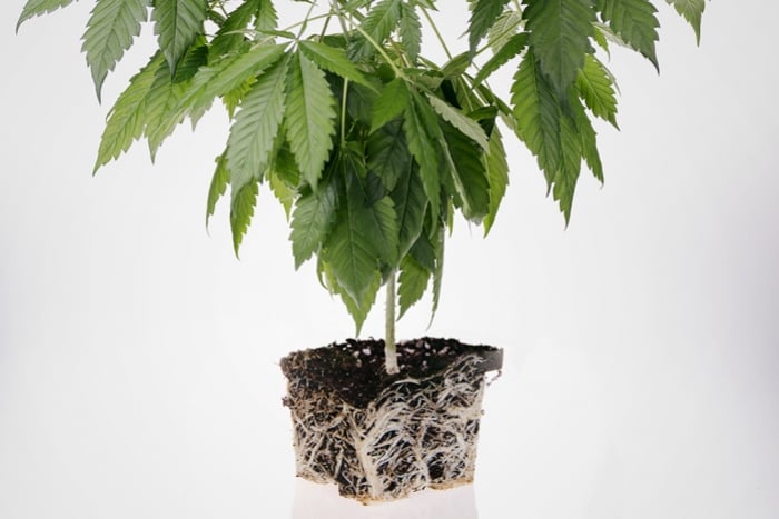 How to Prevent and Fix Rootbound Cannabis Plants
