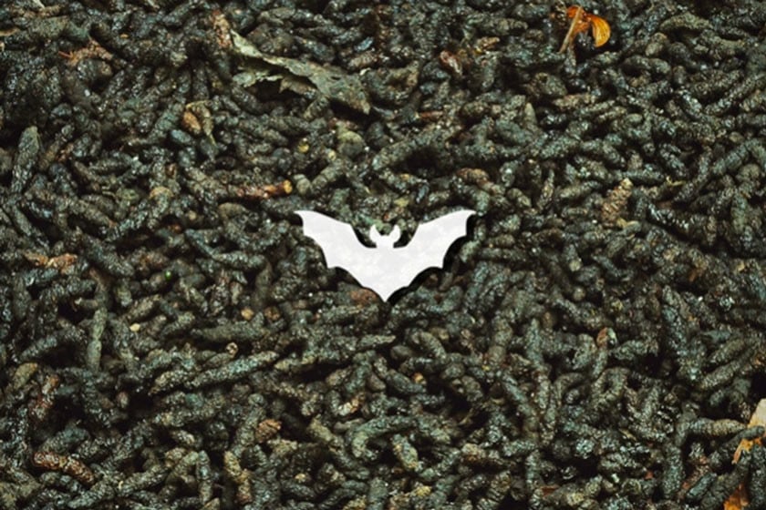 Bat Guano: The Cannabis Superfood Rich In Macro And Micronutrients