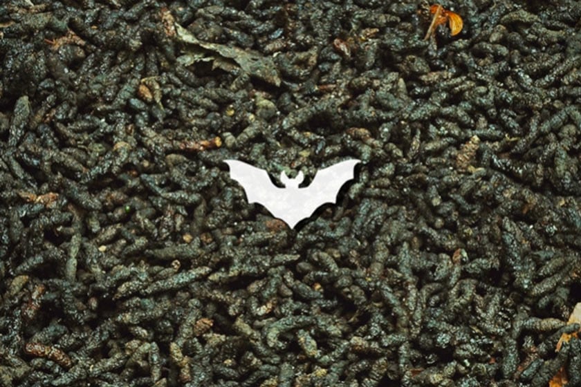 Bat Guano: The Cannabis Superfood Rich In Macro And Micronutrients - RQS  Blog