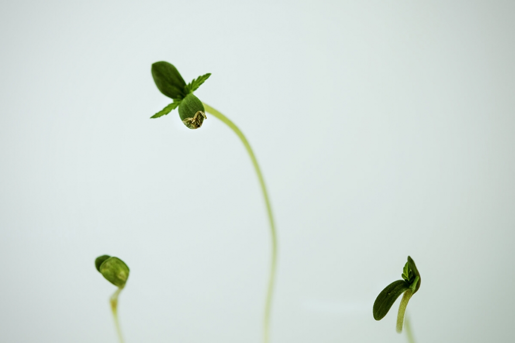 How to Deal With Leggy Cannabis Seedlings