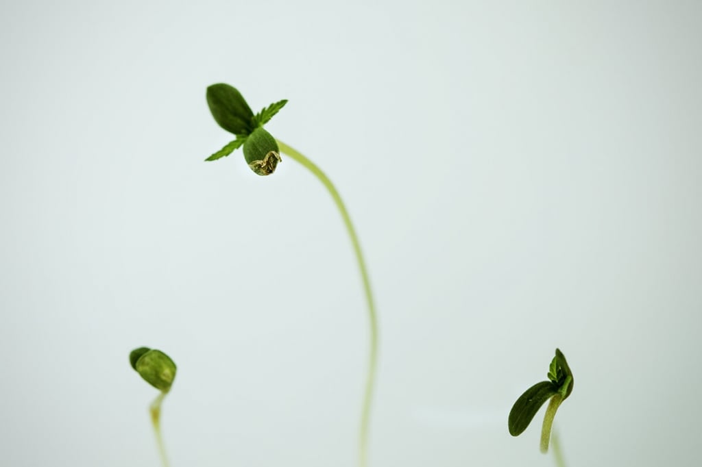 How to Deal With Leggy Cannabis Seedlings