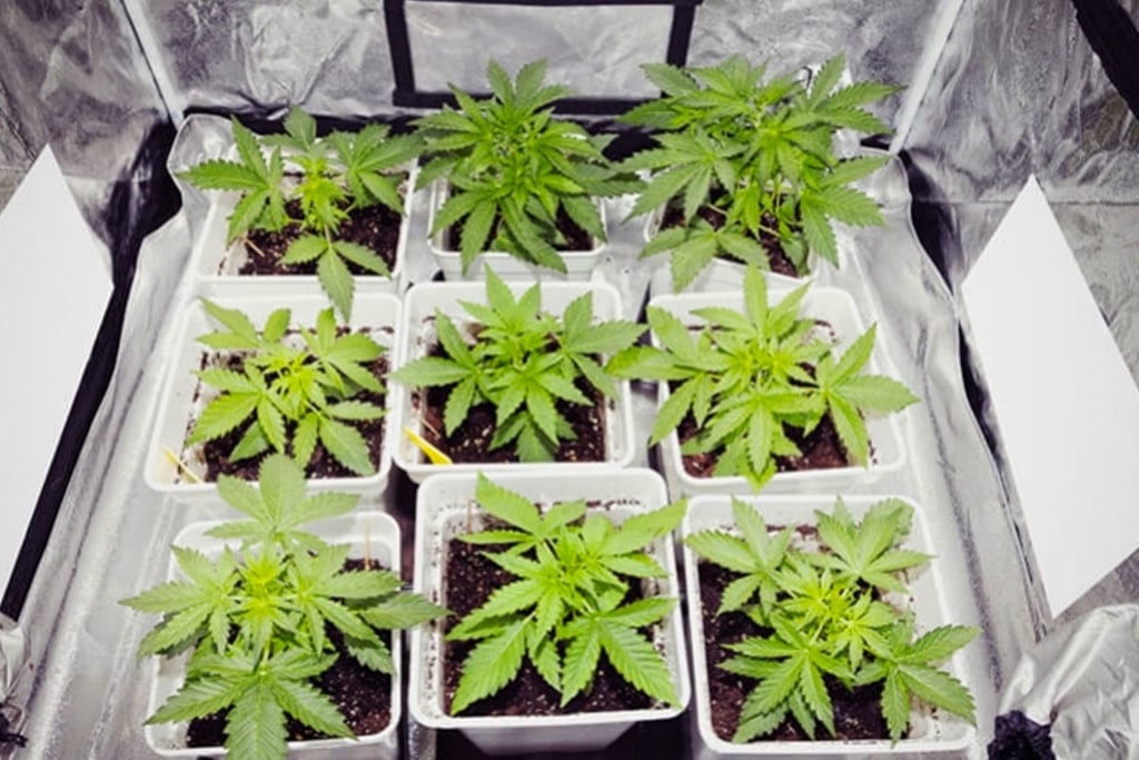 Can Side Lighting Increase Cannabis Yields?