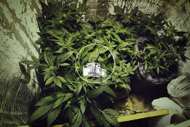 Why and How To Clean Your Cannabis Grow Room