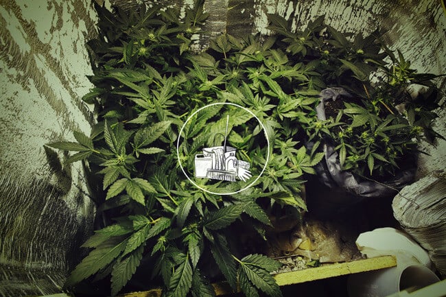 How to Clean a Grow Tent: A Comprehensive Guide