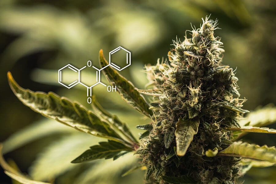 What Are Cannabis Flavonoids And What Do They Do? 