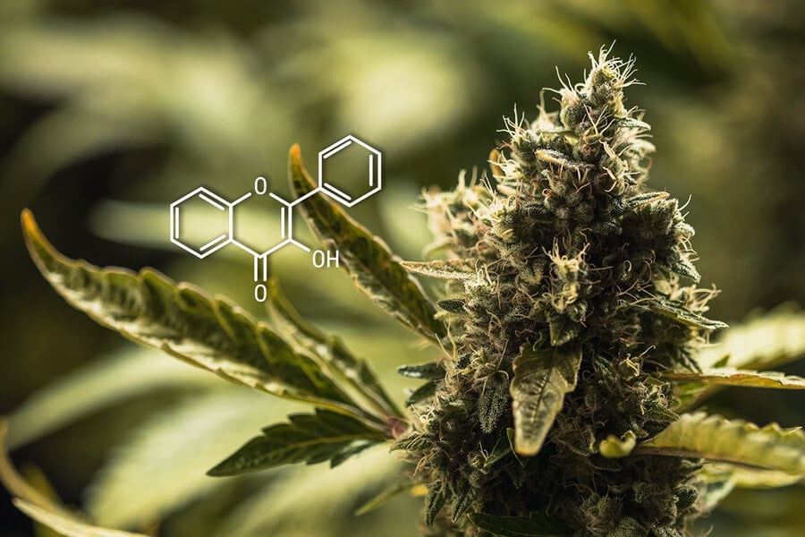 Cannabis Flavonoids: A Comprehensive Guide