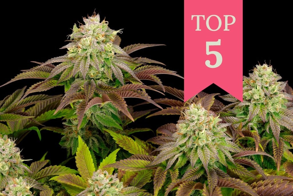 The 5 Most Potent Indica Cannabis Strains