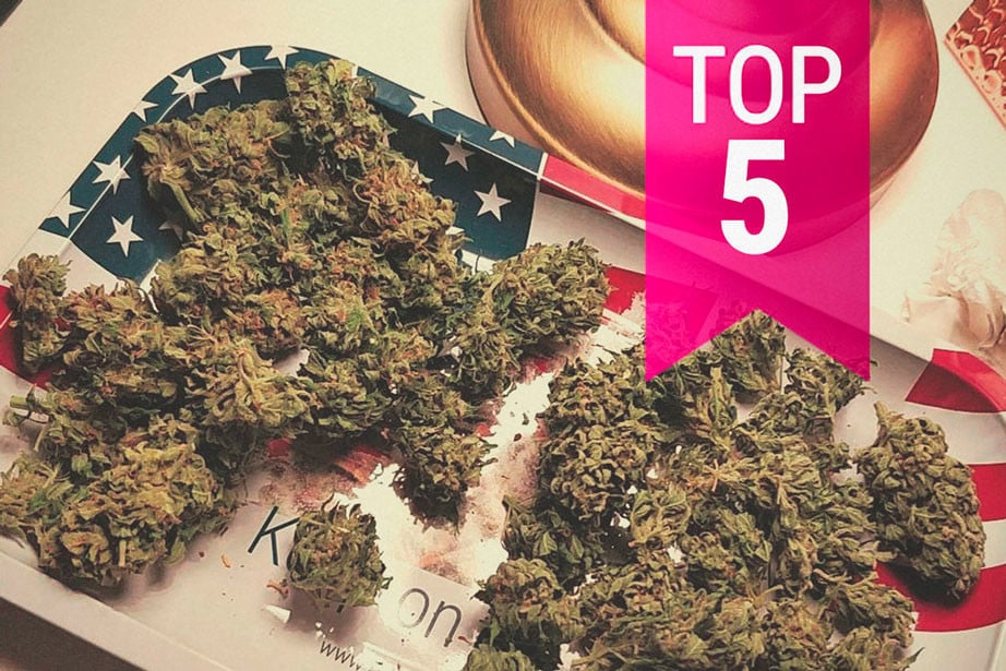 The Most Potent Sativa Strains of 2023