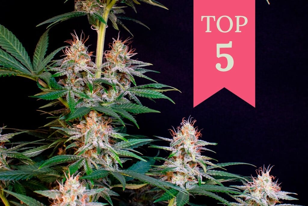 Discover the Most Potent Sativa Strains of 2024 RQS Blog