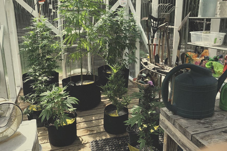 How To Build the Best Greenhouse for Growing Marijuana