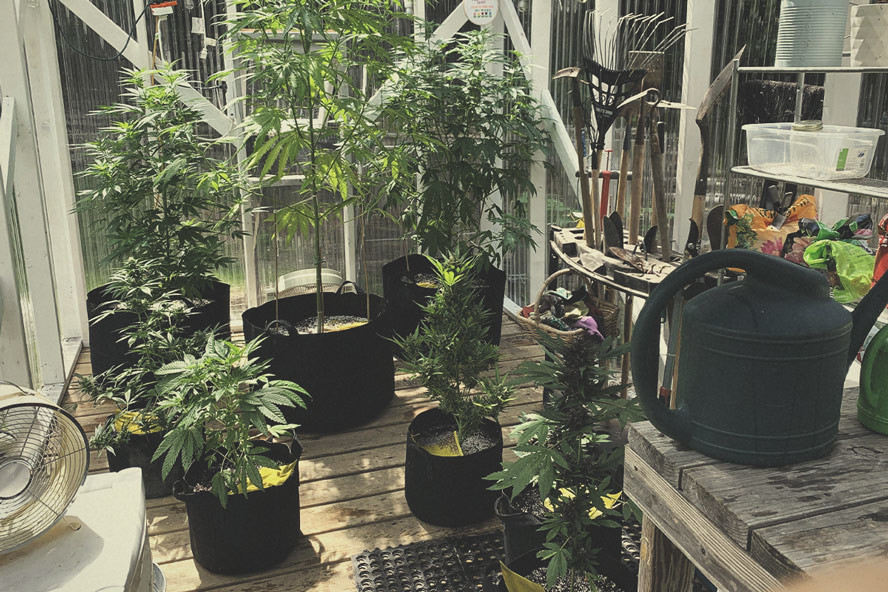 How To Build the Best Greenhouse for Growing Marijuana