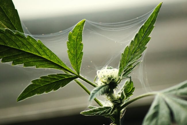 How to Protect Your Outdoor Cannabis Plants From Bugs