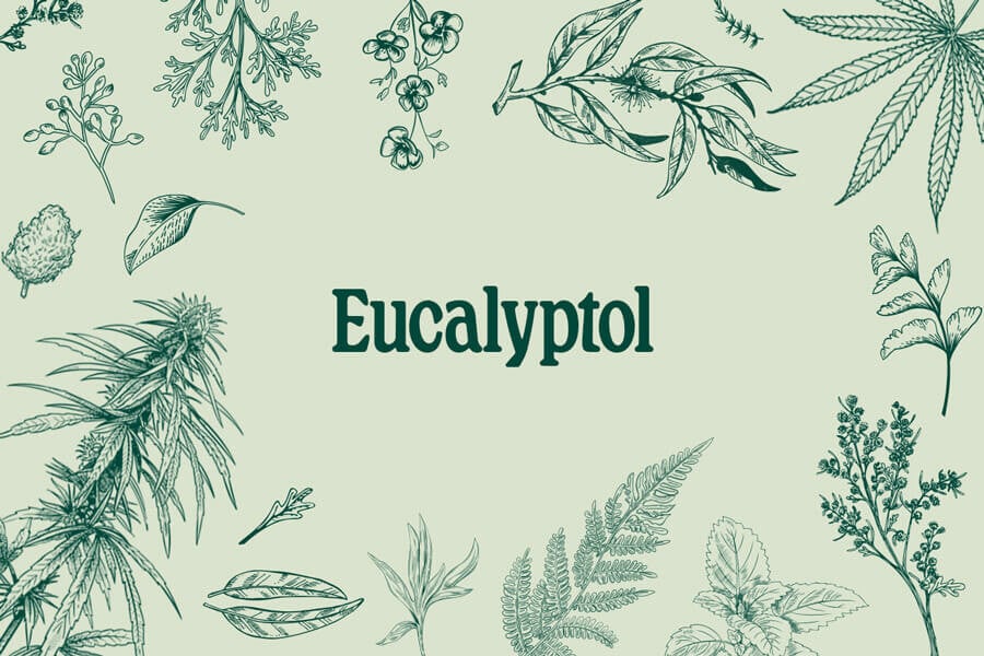 Cineol (Eucalyptol): A Terpene With Strong Medicinal Potential