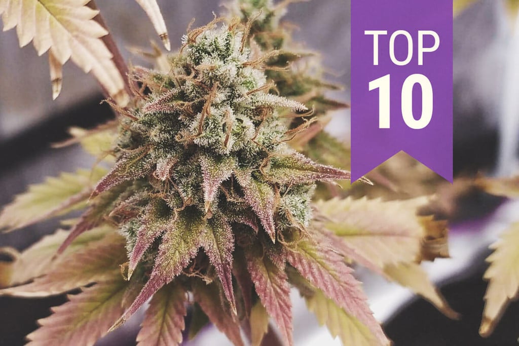 Top 10 High-THC Strains of 2024