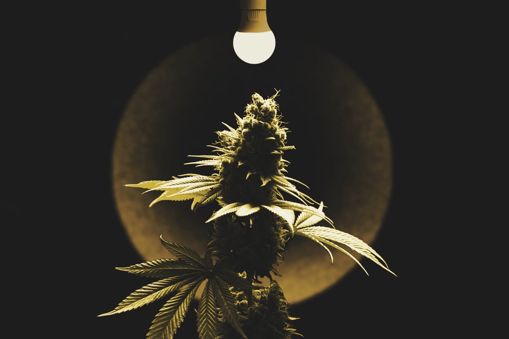 How To Spot And Treat A Light Burn On Your Cannabis Plants