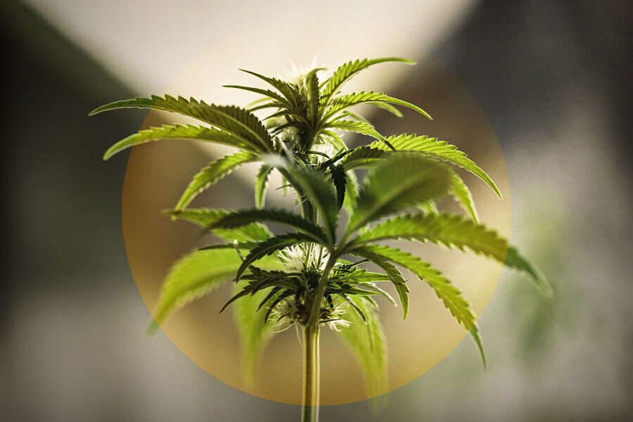 How to Spot and Treat Light Burn on Your Cannabis Plants 