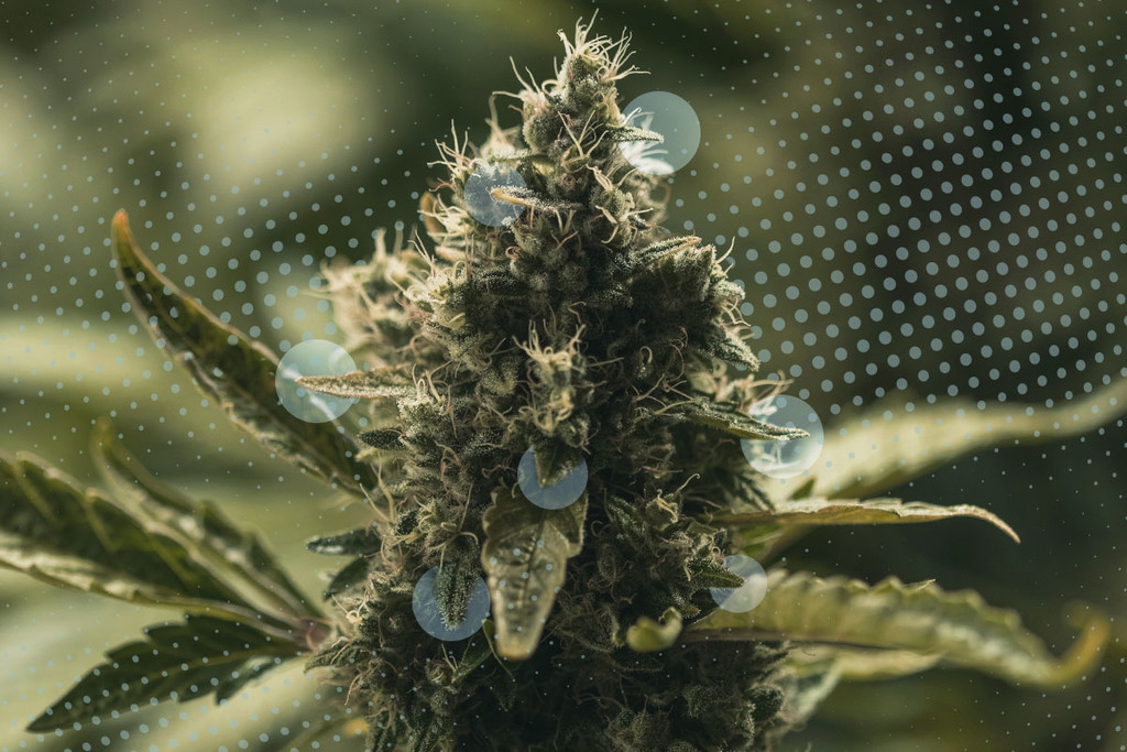 Cannabis effects: Why Weed Gets You High - RQS Blog