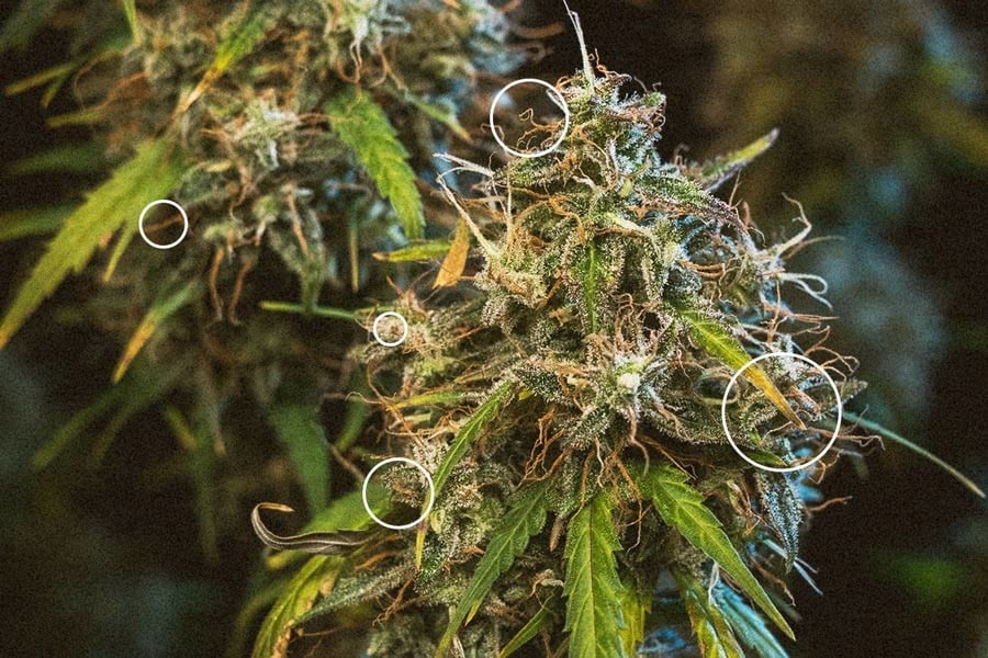 When To Harvest Cannabis Plants 