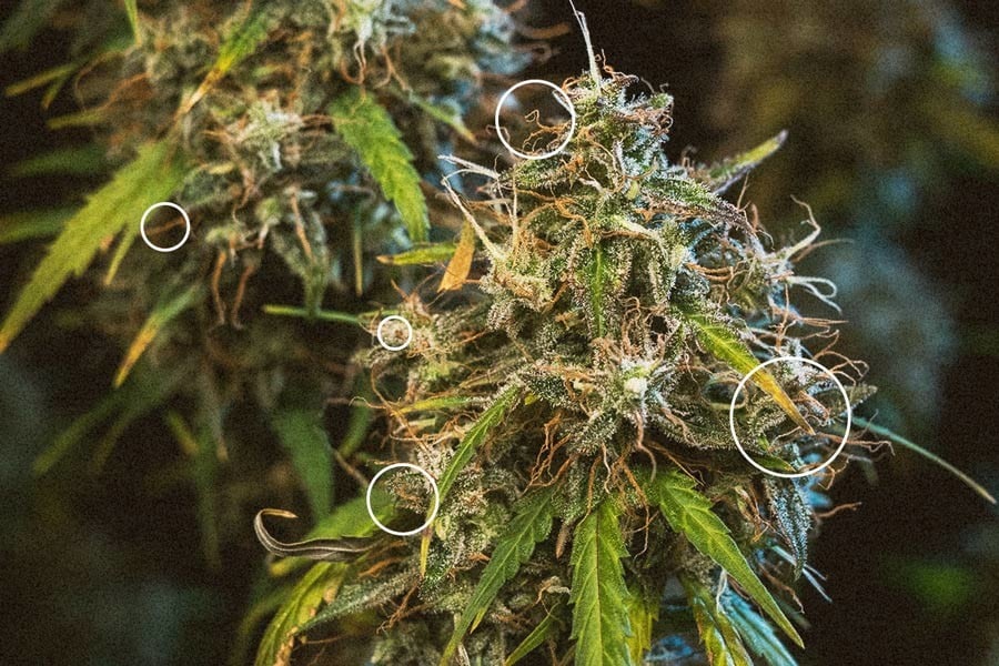 When To Harvest Cannabis Plants