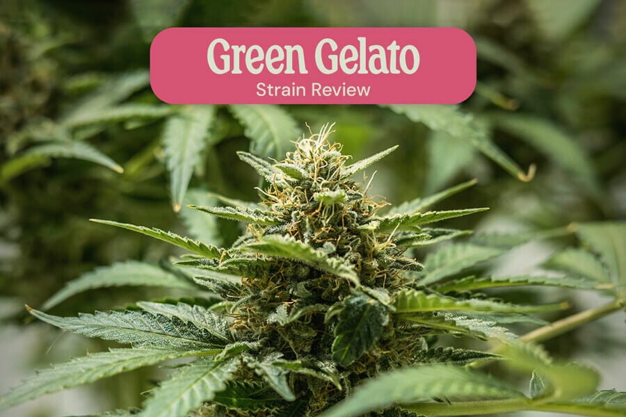 Green Gelato Review By Royal Queen Seeds