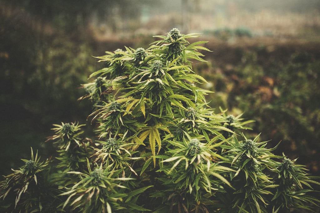 What Is Photoperiod Cannabis & How To Grow It Outdoors