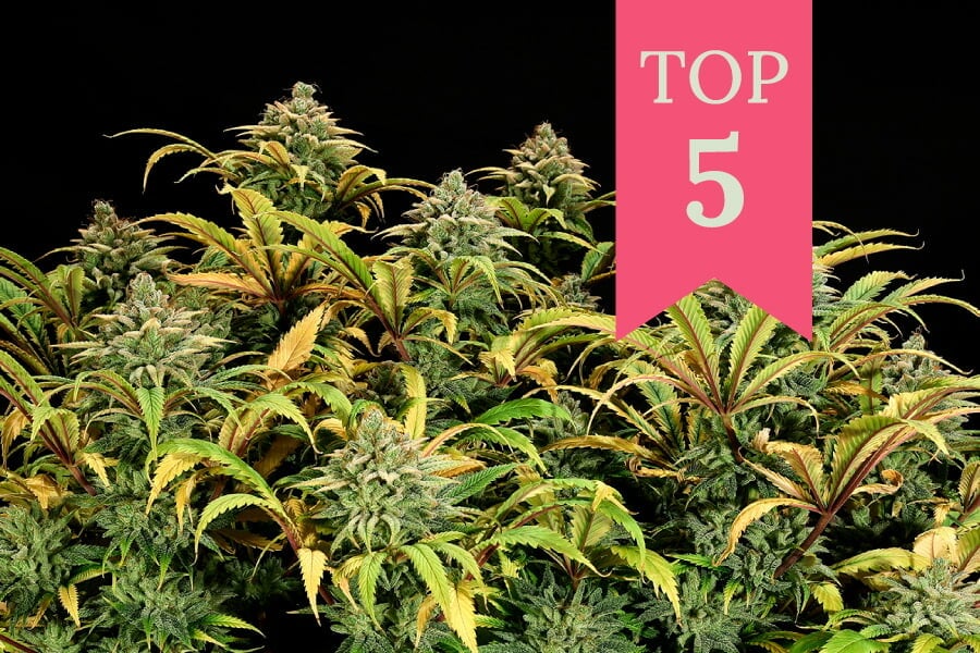 Top 5 RQS Cannabis Strains To Grow In A Sea Of Green (SOG)