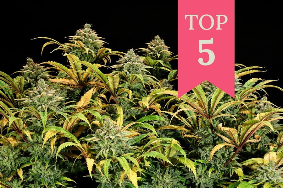 Best Cannabis Strains for the Sea of Green (SOG) Method