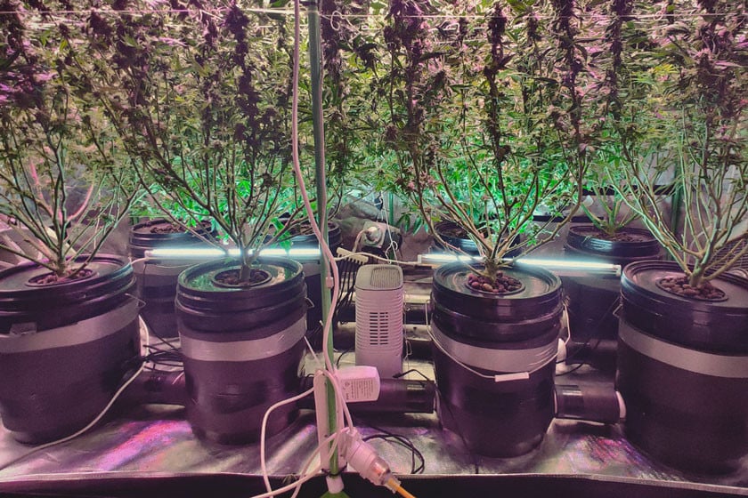 Achieve Huge Cannabis Yields Using Deep Water Culture (DWC)