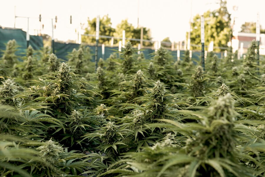 How Much Sunlight Do Outdoor Cannabis Plants Need To Grow?