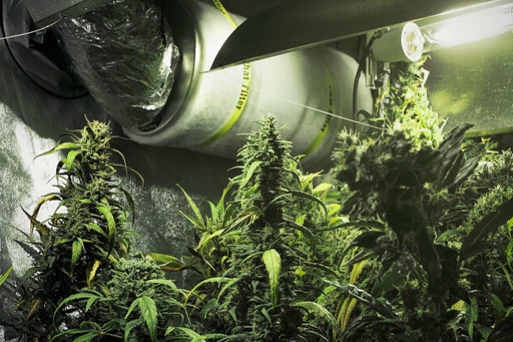 How To Use Carbon Filters In Your Cannabis Grow Room